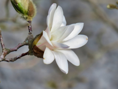 Eine weiße Blüte an einem Baum