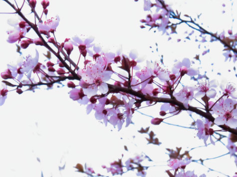 Ein weiteres Kirschblütenbild