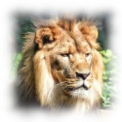 Bild eines Löwen, als Symbol für Stärke